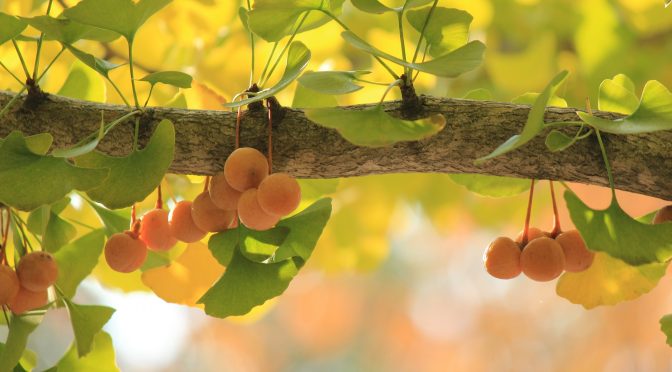 Genoma del árbol sobreviviente a la bomba de Hiroshima es secuenciado